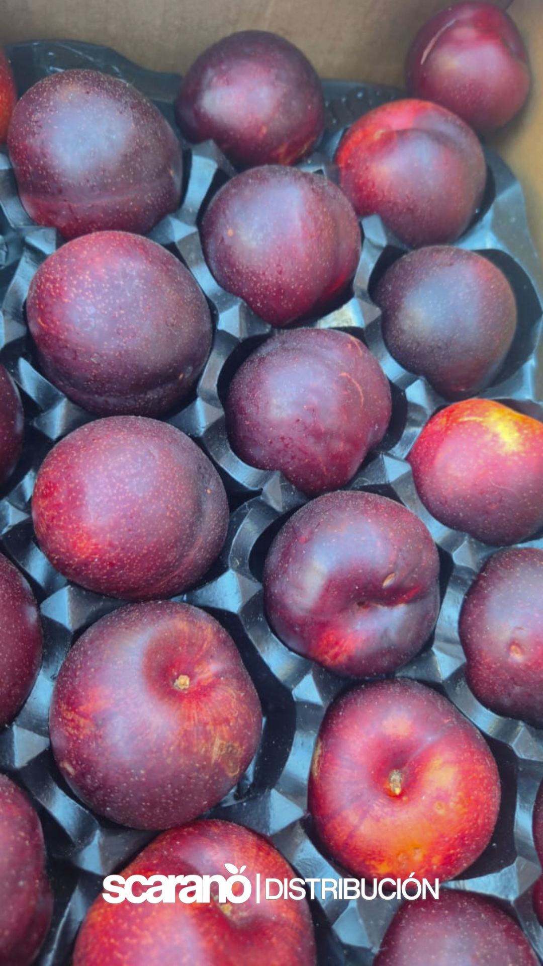 Ciruelas rojas en bandeja