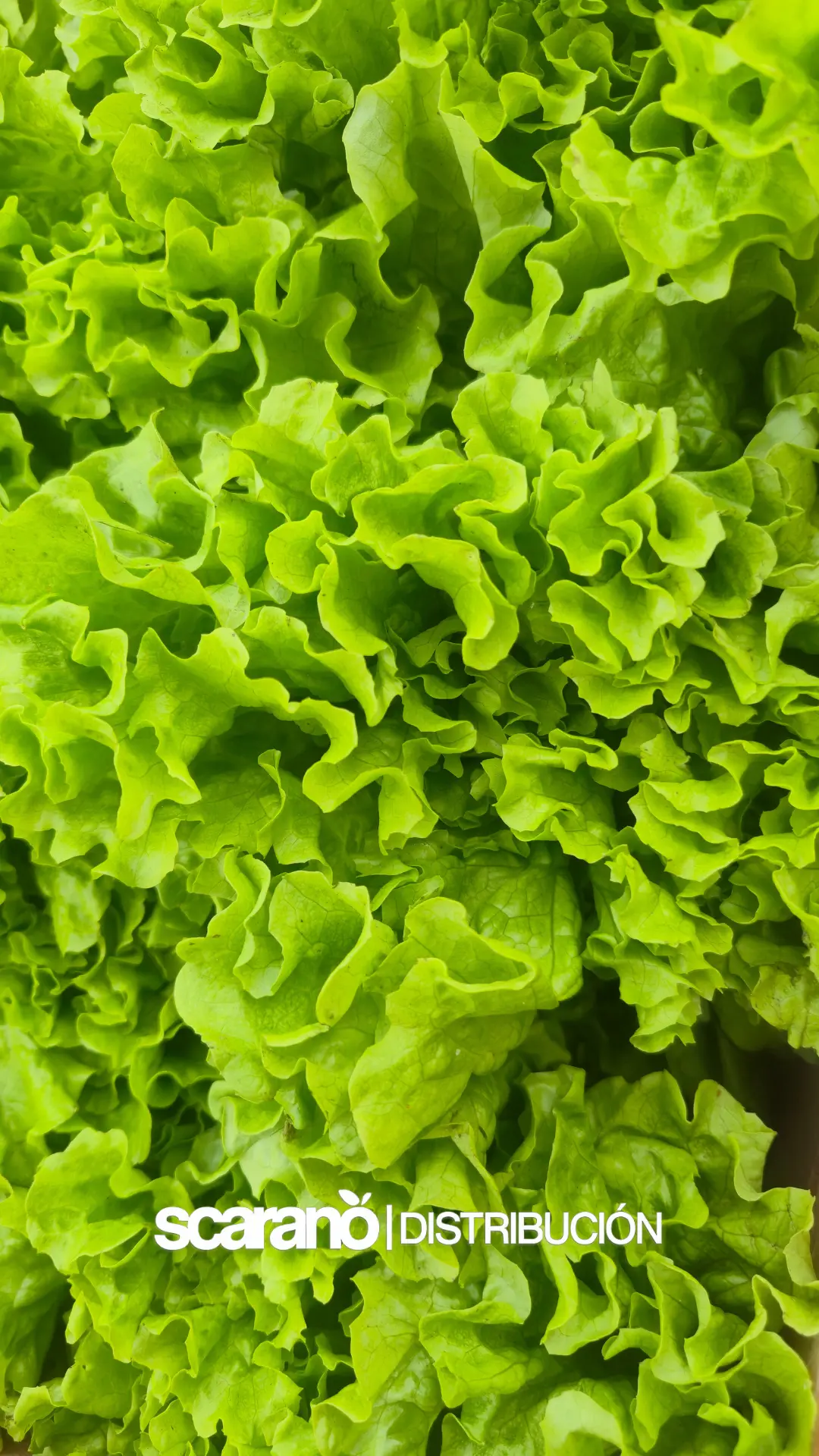 Lechuga fresca