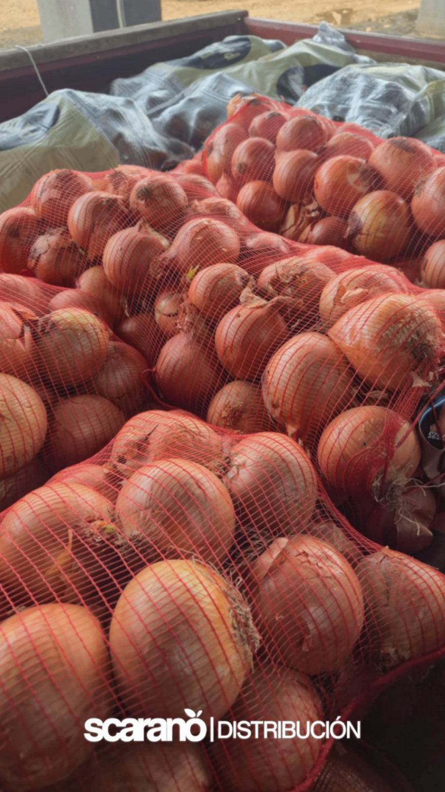 Bolsas de cebolla